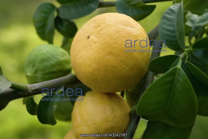 : Bergamot, Citrus, Citrus bergamia : Bergamot, Citrus, Citrus bergamia