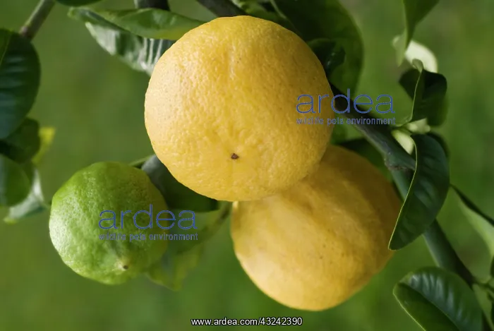 : Bergamot, Citrus, Citrus bergamia : Bergamot, Citrus, Citrus bergamia