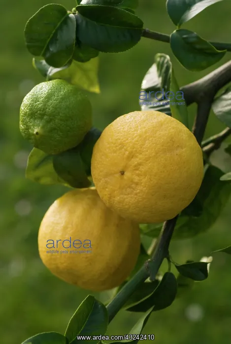 : Bergamot, Citrus, Citrus bergamia : Bergamot, Citrus, Citrus bergamia