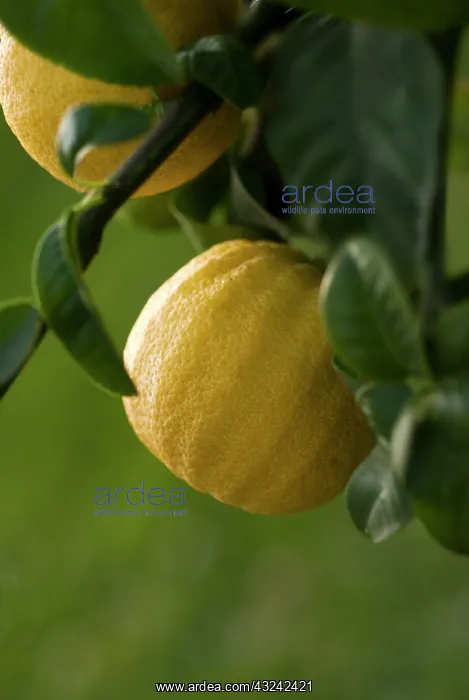 : Bergamot, Citrus, Citrus bergamia : Bergamot, Citrus, Citrus bergamia