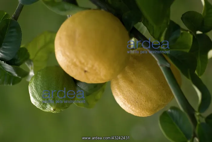 : Bergamot, Citrus, Citrus bergamia : Bergamot, Citrus, Citrus bergamia