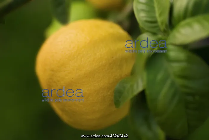 : Bergamot, Citrus, Citrus bergamia : Bergamot, Citrus, Citrus bergamia