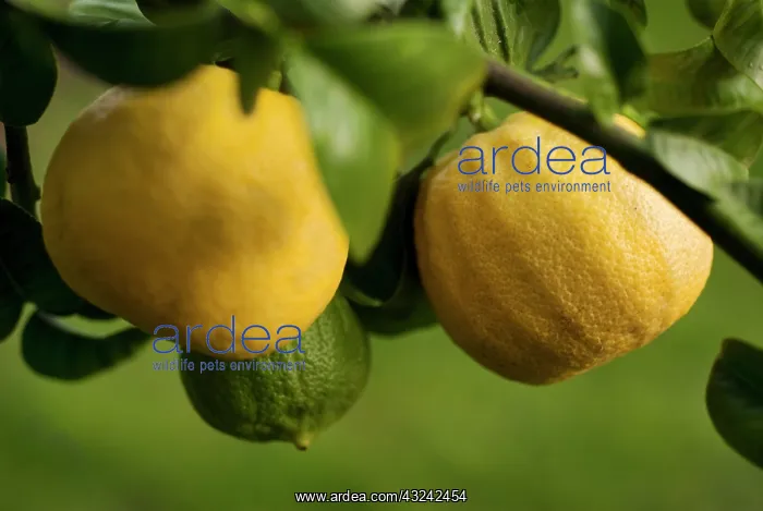 : Bergamot, Citrus, Citrus bergamia : Bergamot, Citrus, Citrus bergamia