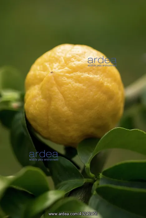  : Bergamot, Citrus, Citrus bergamia