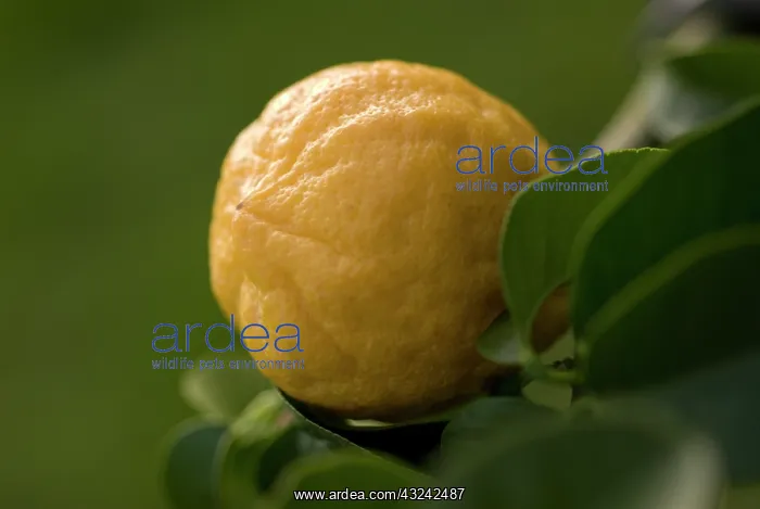 : Bergamot, Citrus, Citrus bergamia : Bergamot, Citrus, Citrus bergamia