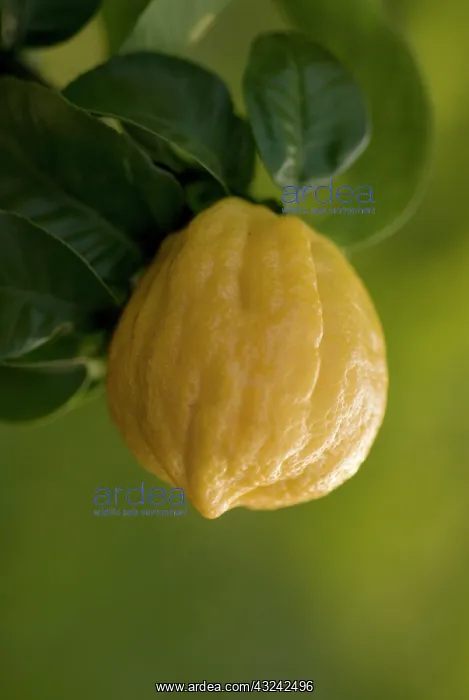 : Bergamot, Citrus, Citrus bergamia : Bergamot, Citrus, Citrus bergamia