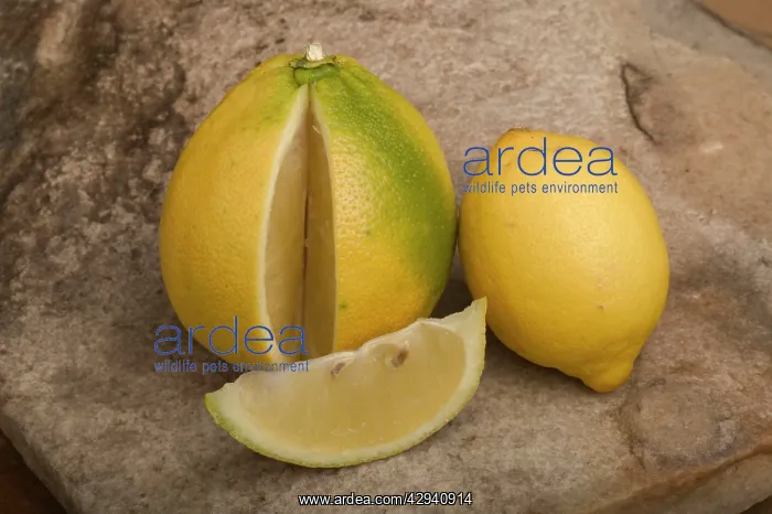  : Bergamote - and lemon (smaller)