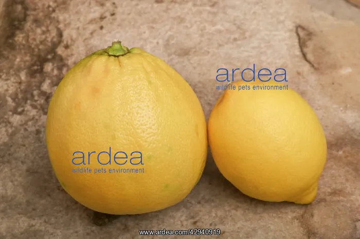 : Bergamote and lemon (smaller) : Bergamote and lemon (smaller)