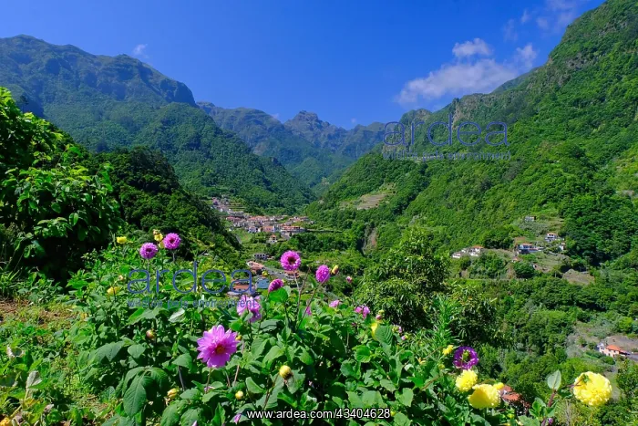 : Berge, Ort Urzal, Dahlien, Boaventura, Nordseite : Berge, Ort Urzal, Dahlien, Boaventura, Nordseite