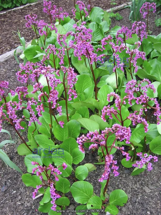  : Bergenia Flowers