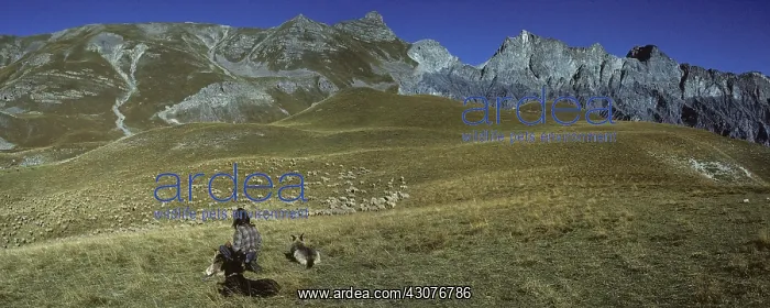: Berger dog and a herd grazing in the PN Mercantour : Berger dog and a herd grazing in the PN Mercantour