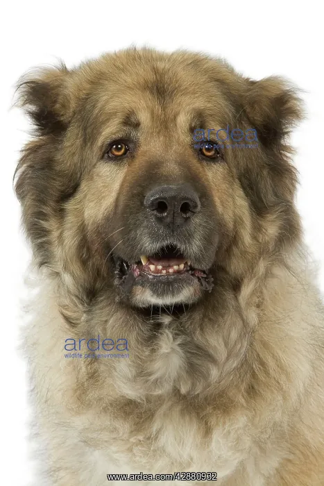: Berger du Caucase. Also known as Caucasian Shepherd : Berger du Caucase. Also known as Caucasian Shepherd