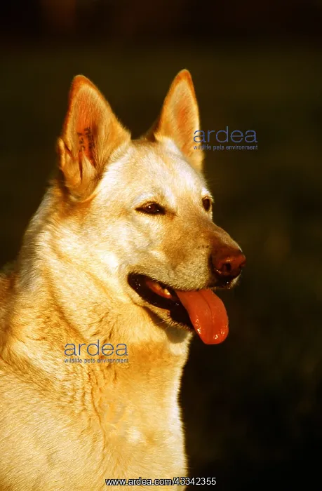 : BERGER / HUSKY CROSS DOG - Close up : BERGER / HUSKY CROSS DOG - Close up