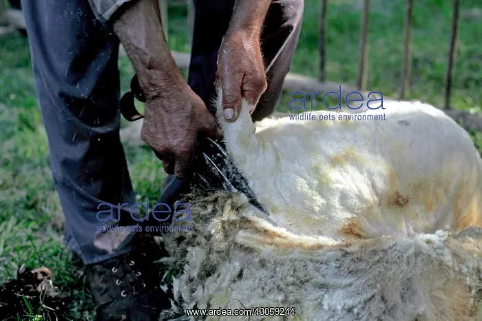 : Berger mowing a Sheep Pyrenees Spain : Berger mowing a Sheep Pyrenees Spain