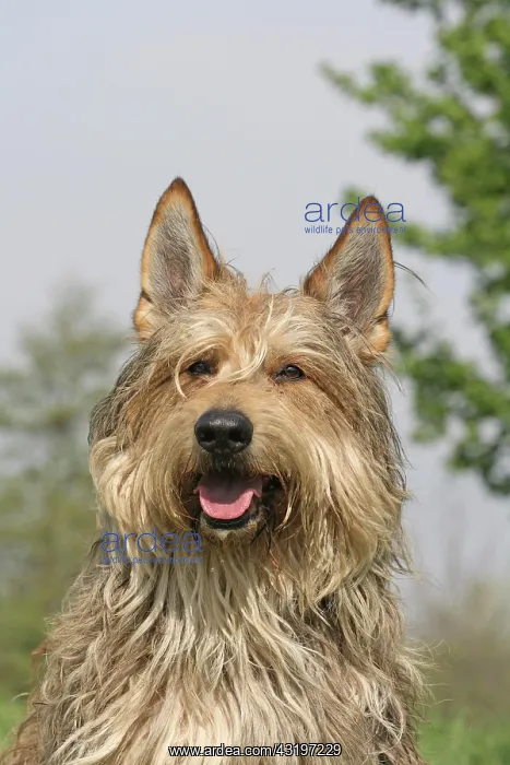 : Berger de Picardie, Berger Picard, portrait Berger : Berger de Picardie, Berger Picard, portrait Berger