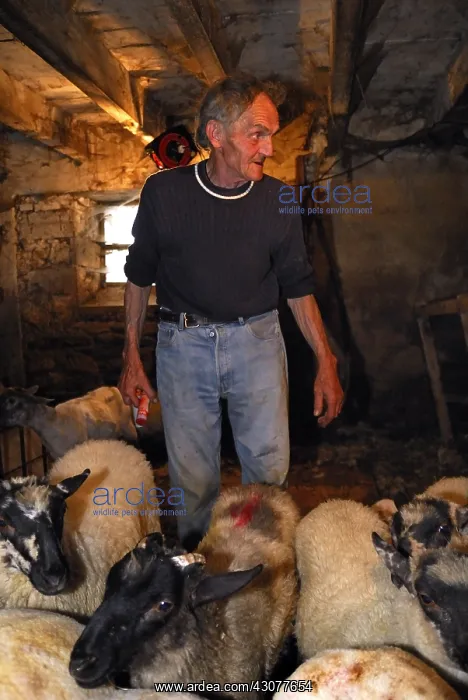 : Berger preparing to mow his Sheeps Auvergne France : Berger preparing to mow his Sheeps Auvergne France