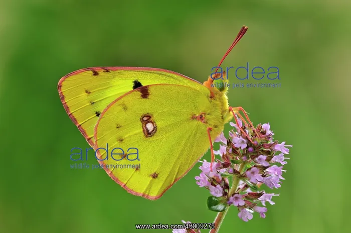 : Berger's Clouded Yellow : Berger's Clouded Yellow