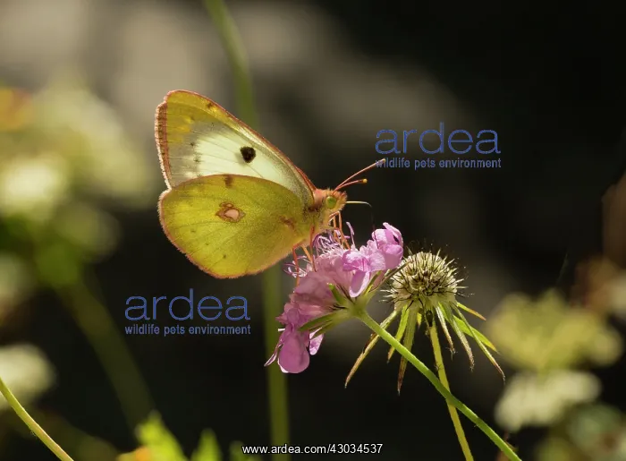 : Berger's Clouded Yellow Butterfly on scabious France : Berger's Clouded Yellow Butterfly on scabious France