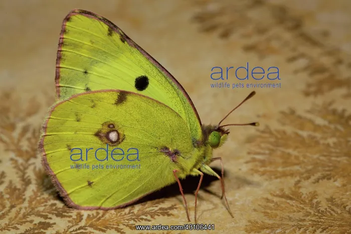 : Berger's clouded yellow (Colias alfacariensis) : Berger's clouded yellow (Colias alfacariensis)