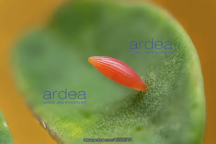 : Berger's Clouded Yellow (Colias alfacariensis) e : Berger's Clouded Yellow (Colias alfacariensis) e