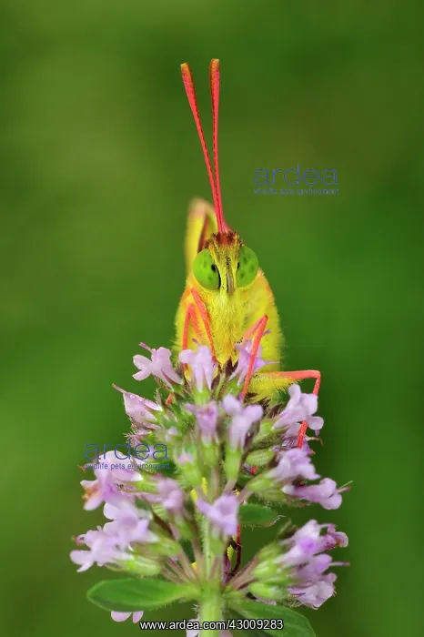 : Berger's Clouded Yellow portrait : Berger's Clouded Yellow portrait