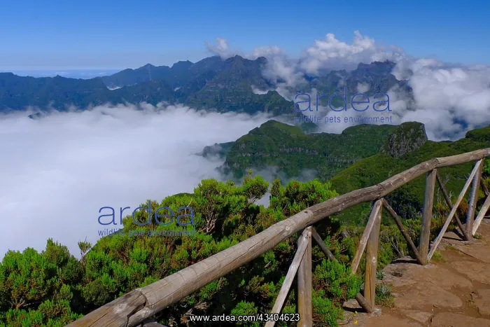 : Bergkette, Nebel, Gelcnder, Miradouro Bica da Cana : Bergkette, Nebel, Gelcnder, Miradouro Bica da Cana