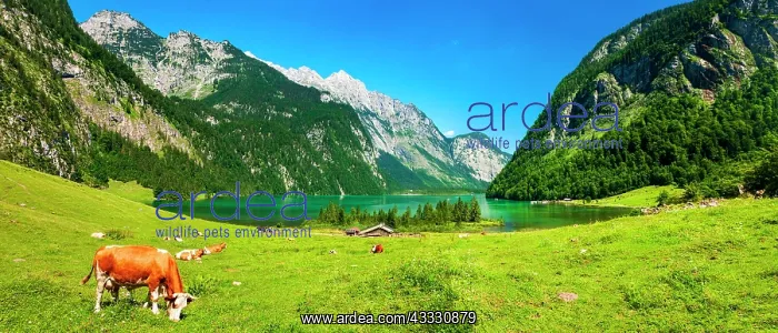 : Berglandschaft, Bavarian idyll, cows graze on green : Berglandschaft, Bavarian idyll, cows graze on green