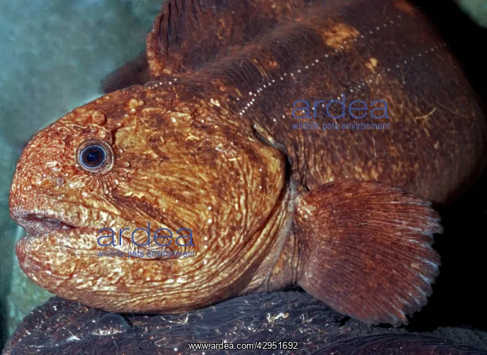 : Bering Wolffish, cold waters in north Pacific down : Bering Wolffish, cold waters in north Pacific down