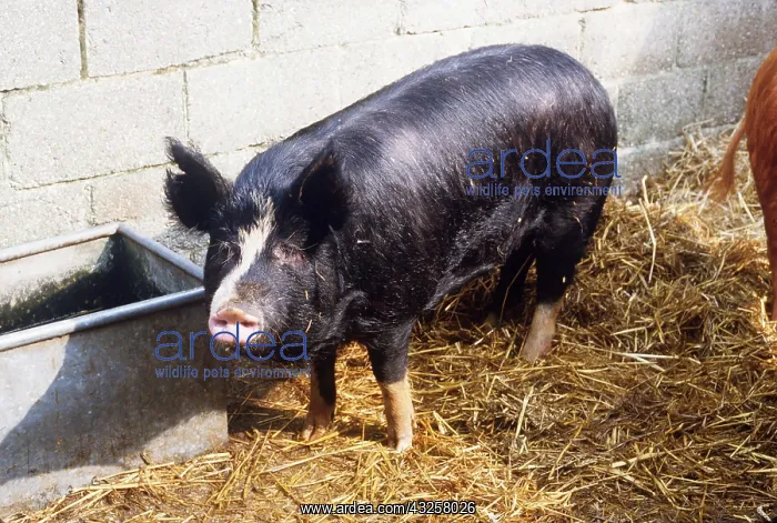 : BERKSHIRE PIG : BERKSHIRE PIG