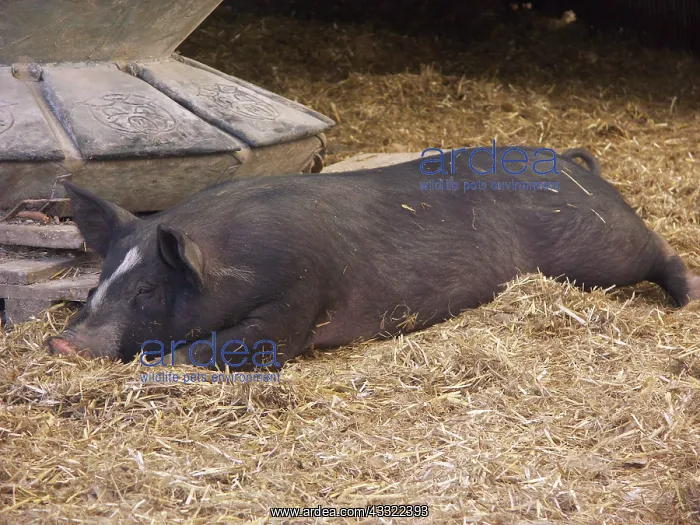 : Berkshire Pig : Berkshire Pig