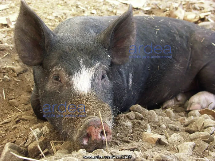 : Berkshire Pig : Berkshire Pig