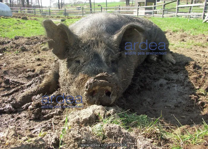 : Berkshire Pig : Berkshire Pig