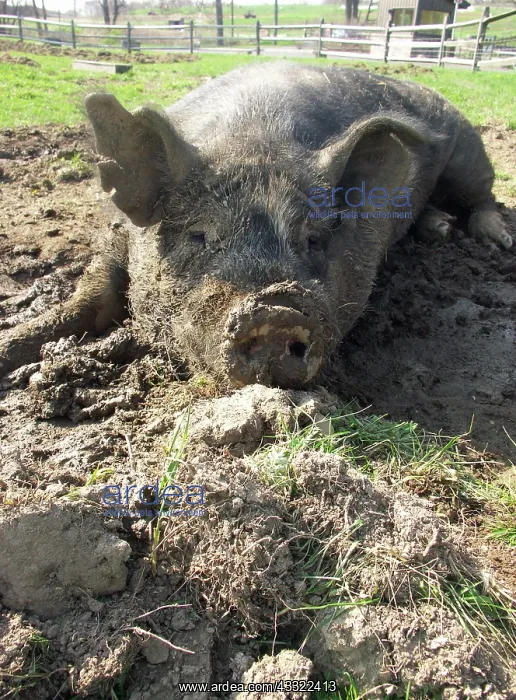 : Berkshire Pig : Berkshire Pig