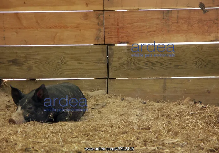 : Berkshire Pig : Berkshire Pig