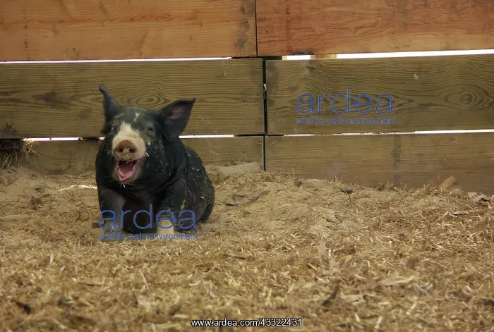 : Berkshire Pig : Berkshire Pig