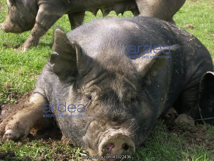 : Berkshire Pig : Berkshire Pig