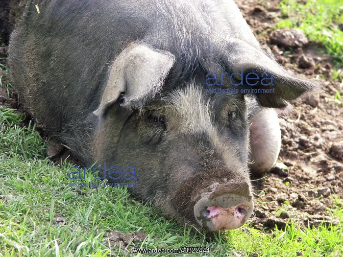 : Berkshire Pig : Berkshire Pig