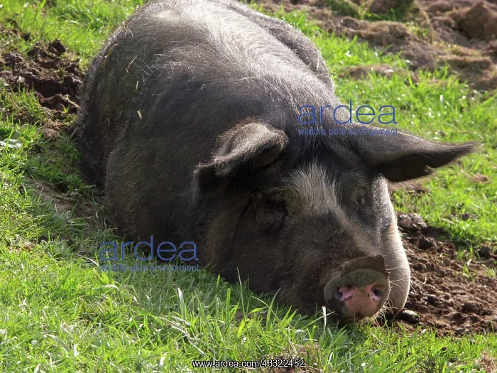 : Berkshire Pig : Berkshire Pig