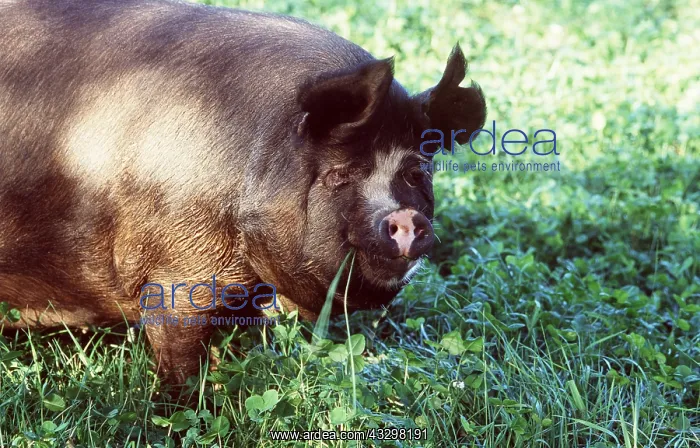 : BERKSHIRE PIG - Sow grazing in clover : BERKSHIRE PIG - Sow grazing in clover