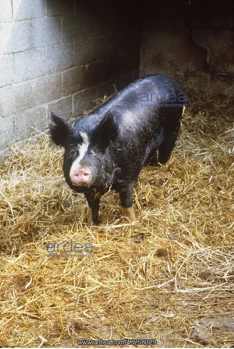 : BERKSHIRE PIG - in straw : BERKSHIRE PIG - in straw