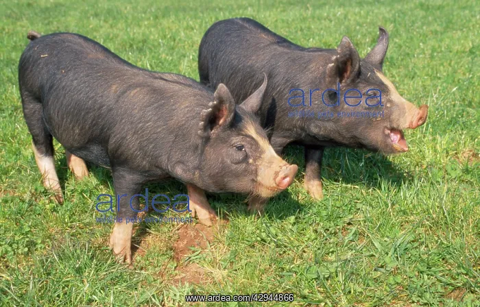 : Berkshire PIGS - two young in field