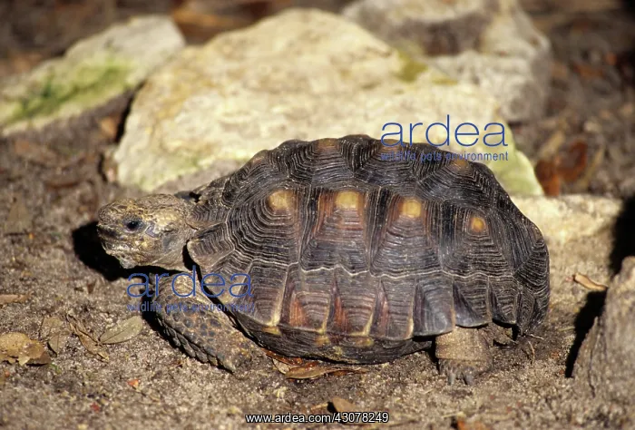 : Berlandier's Tortoise : Berlandier's Tortoise