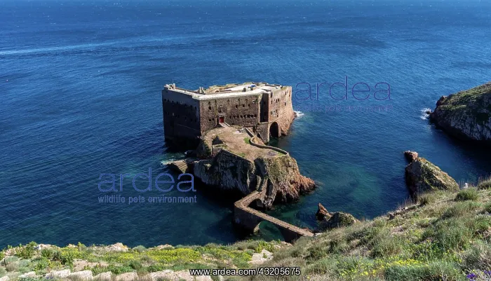 : Berlenga, Portugal - 3 April, 2022: view of the : Berlenga, Portugal - 3 April, 2022: view of the