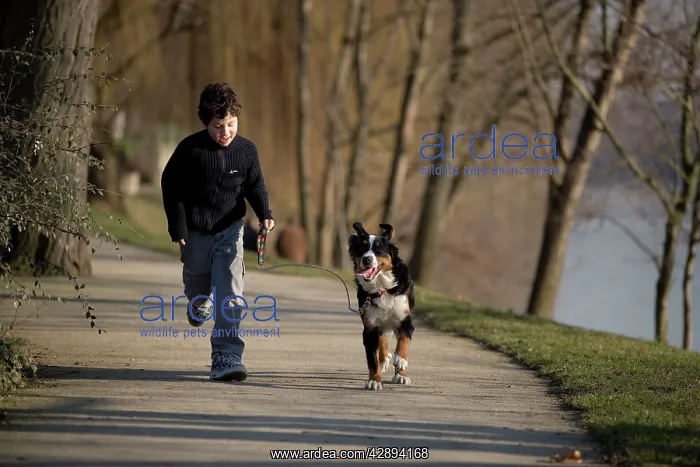 : Bermese Mountain Dog - female puppy (10 months) : Bermese Mountain Dog - female puppy (10 months)