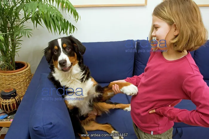 : Bermese Mountain Dog - female puppy (10 months) : Bermese Mountain Dog - female puppy (10 months)