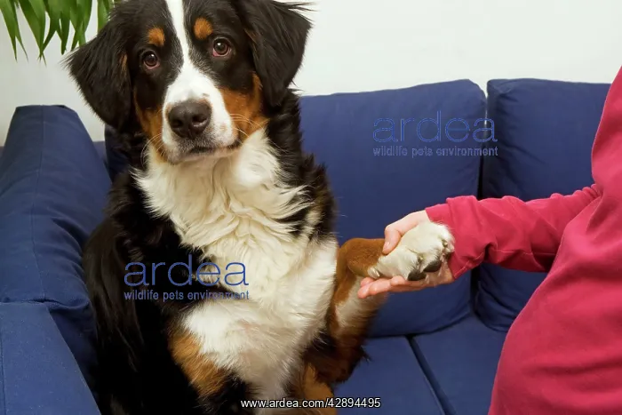 : Bermese Mountain Dog - female puppy (10 months) : Bermese Mountain Dog - female puppy (10 months)