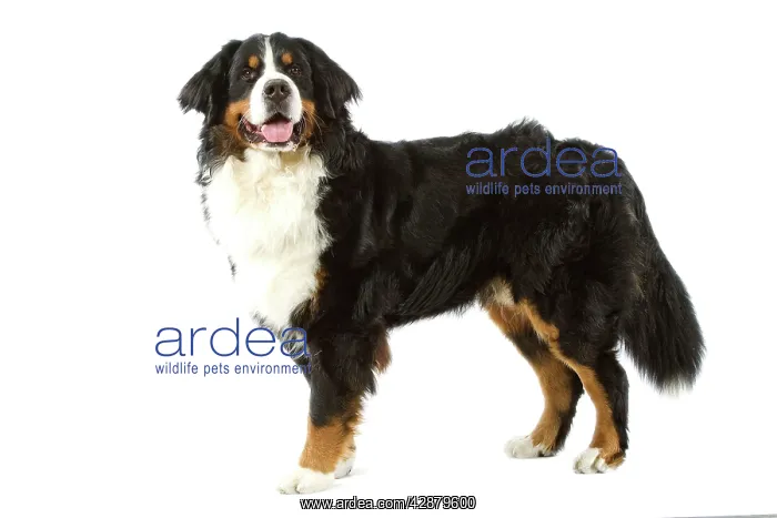 : Bermese Mountain Dog. Also know as Berner Sennenhund : Bermese Mountain Dog. Also know as Berner Sennenhund