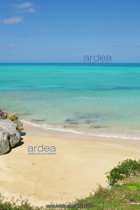 : Bermuda. Drew's Bay beach : Bermuda. Drew's Bay beach