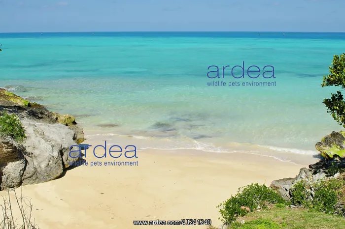 : Bermuda. Drew's Bay beach : Bermuda. Drew's Bay beach