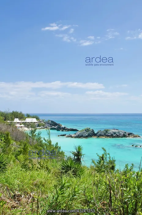 : Bermuda. East Whale Bay beach at Fairmont : Bermuda. East Whale Bay beach at Fairmont
